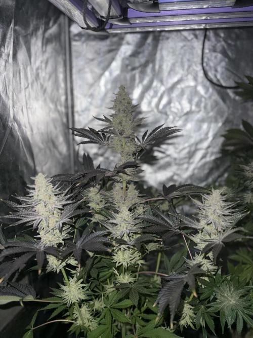 Seguimiento Royal Queen Seeds y Plagron. Week 12