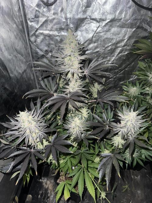 Seguimiento Royal Queen Seeds y Plagron. Week 12