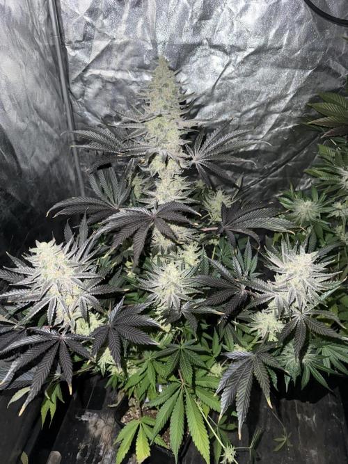 Seguimiento Royal Queen Seeds y Plagron. Week 12