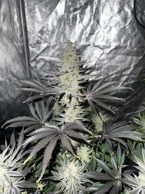 Seguimiento Royal Queen Seeds y Plagron. Week 12