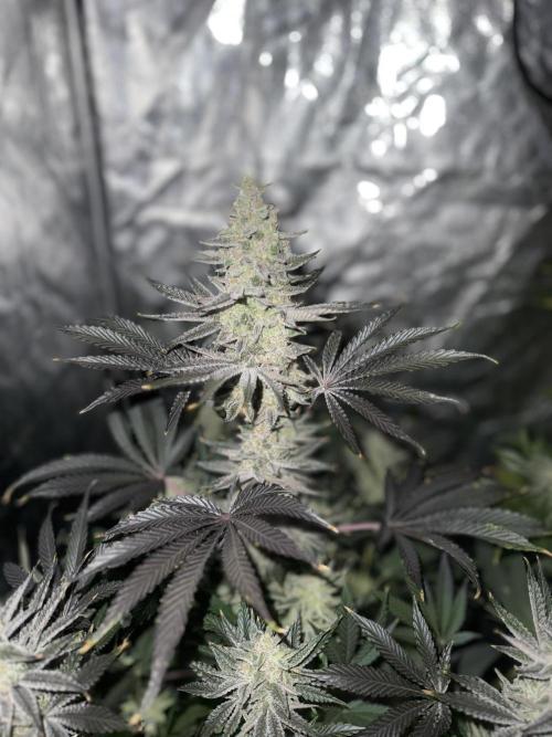 Seguimiento Royal Queen Seeds y Plagron. Week 12