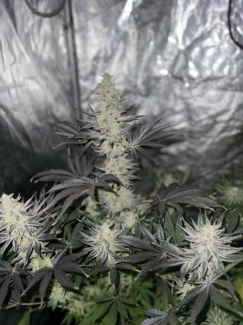 Seguimiento Royal Queen Seeds y Plagron. Week 12