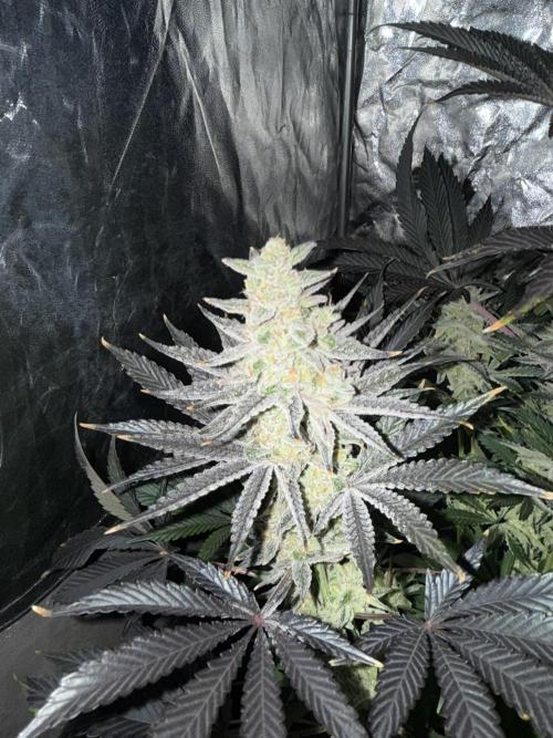 Seguimiento Royal Queen Seeds y Plagron. Week 12