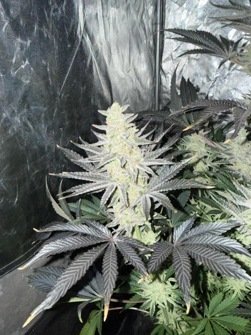 Seguimiento Royal Queen Seeds y Plagron. Week 12