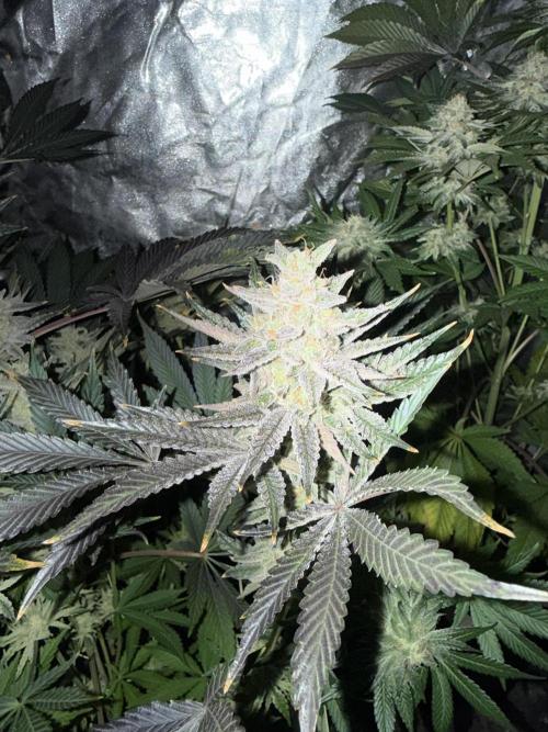 Seguimiento Royal Queen Seeds y Plagron. Week 12