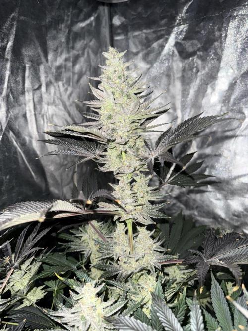 Seguimiento Royal Queen Seeds y Plagron. Week 12