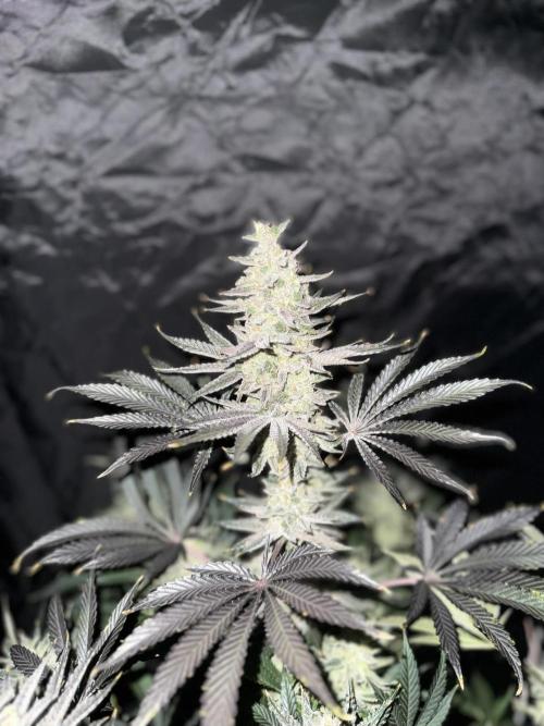 Seguimiento Royal Queen Seeds y Plagron. Week 12