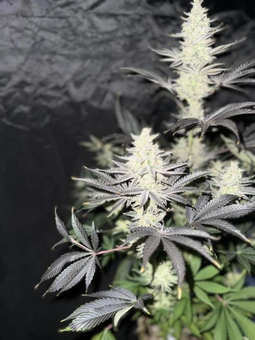 Seguimiento Royal Queen Seeds y Plagron. Week 12