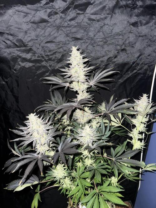Seguimiento Royal Queen Seeds y Plagron. Week 12