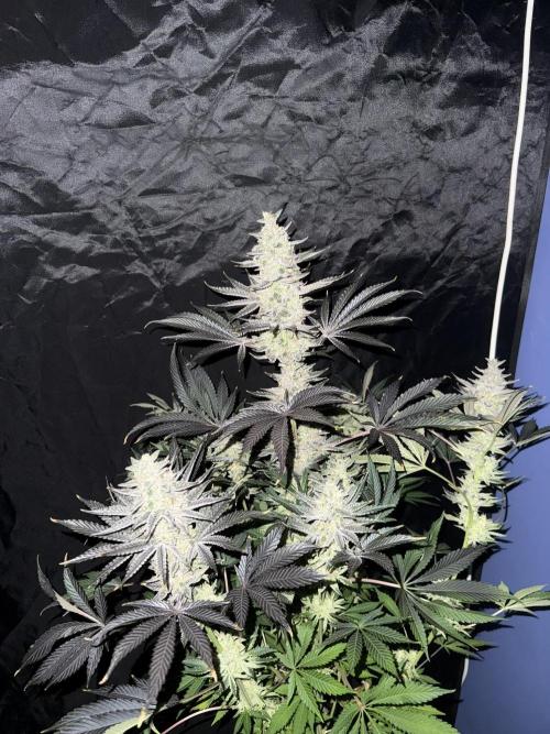 Seguimiento Royal Queen Seeds y Plagron. Week 12