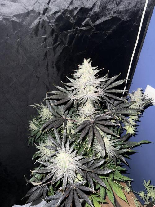 Seguimiento Royal Queen Seeds y Plagron. Week 12