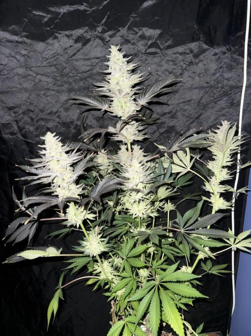 Seguimiento Royal Queen Seeds y Plagron. Week 12