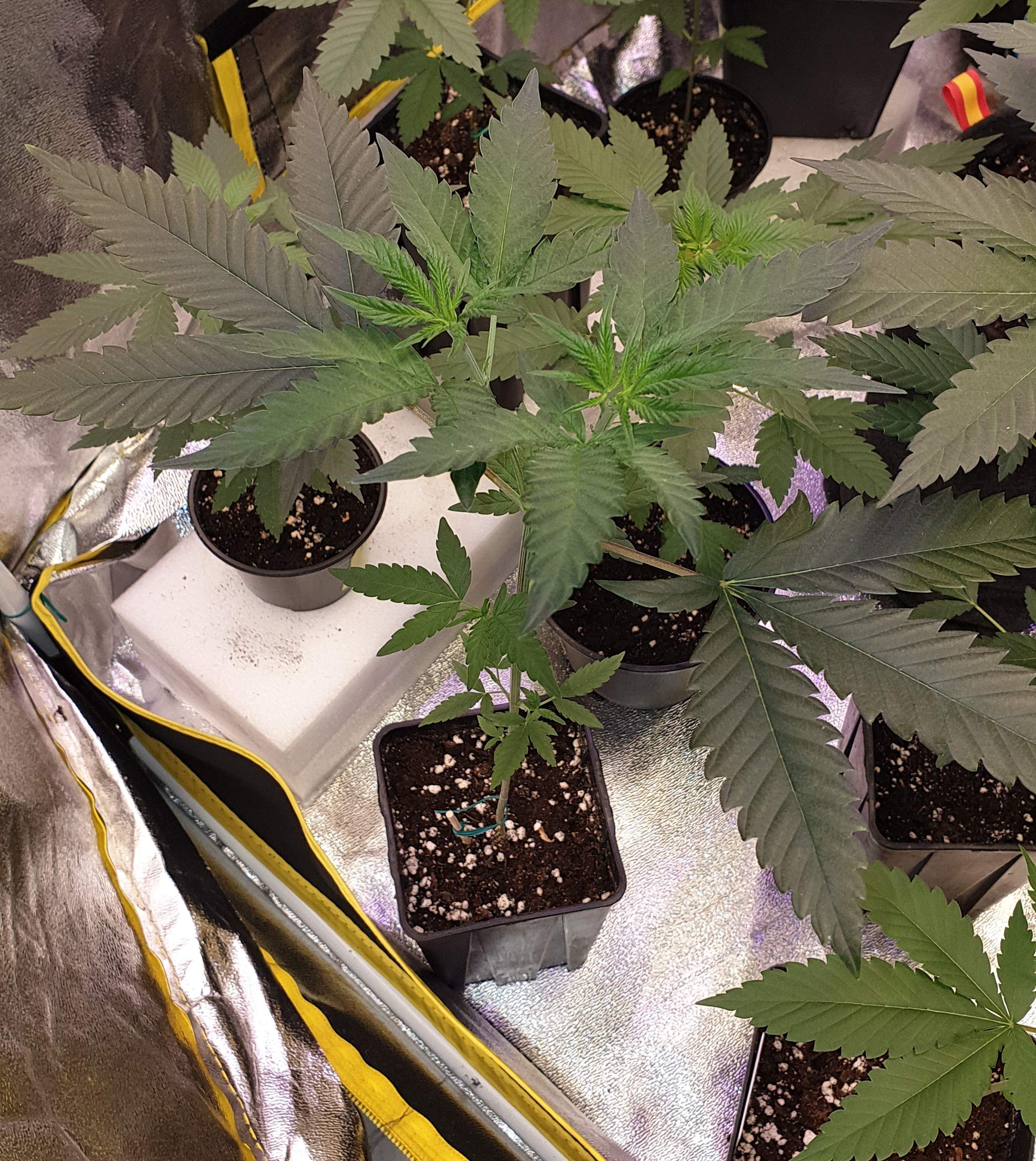 Ripper Seeds Animal Cookies x OG BadAzz 2 grow diary (journal) week7 by