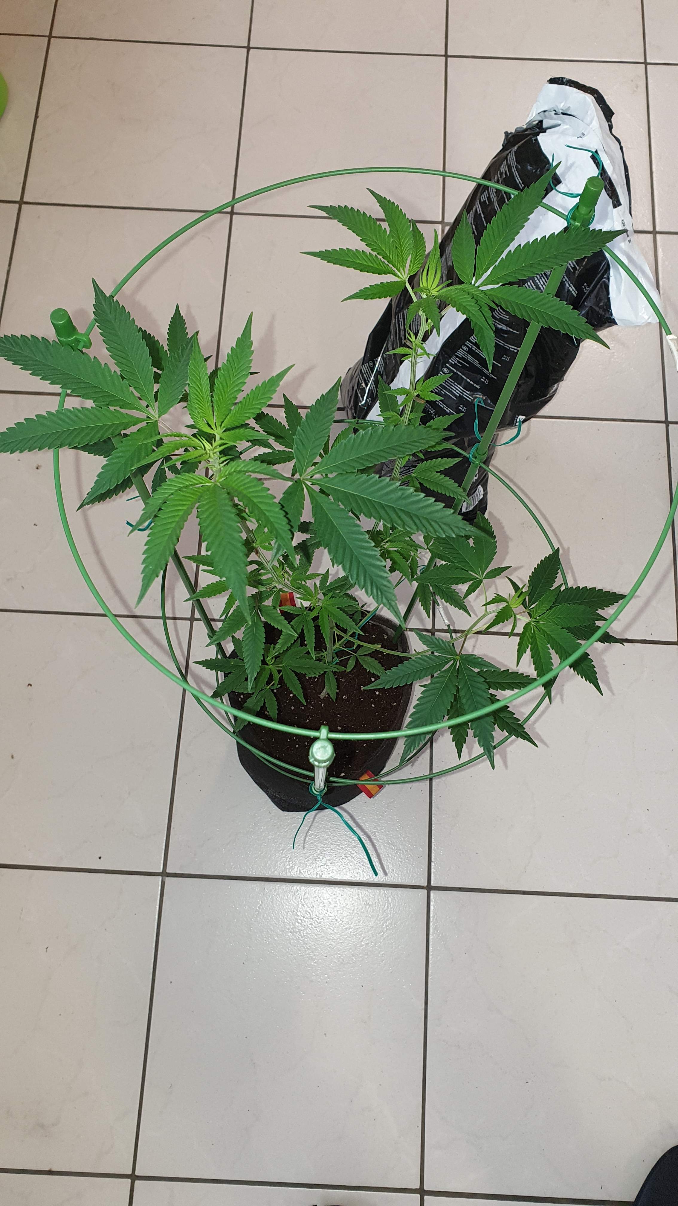 Ripper Seeds Animal Cookies x OG BadAzz 2 grow diary (journal) week11