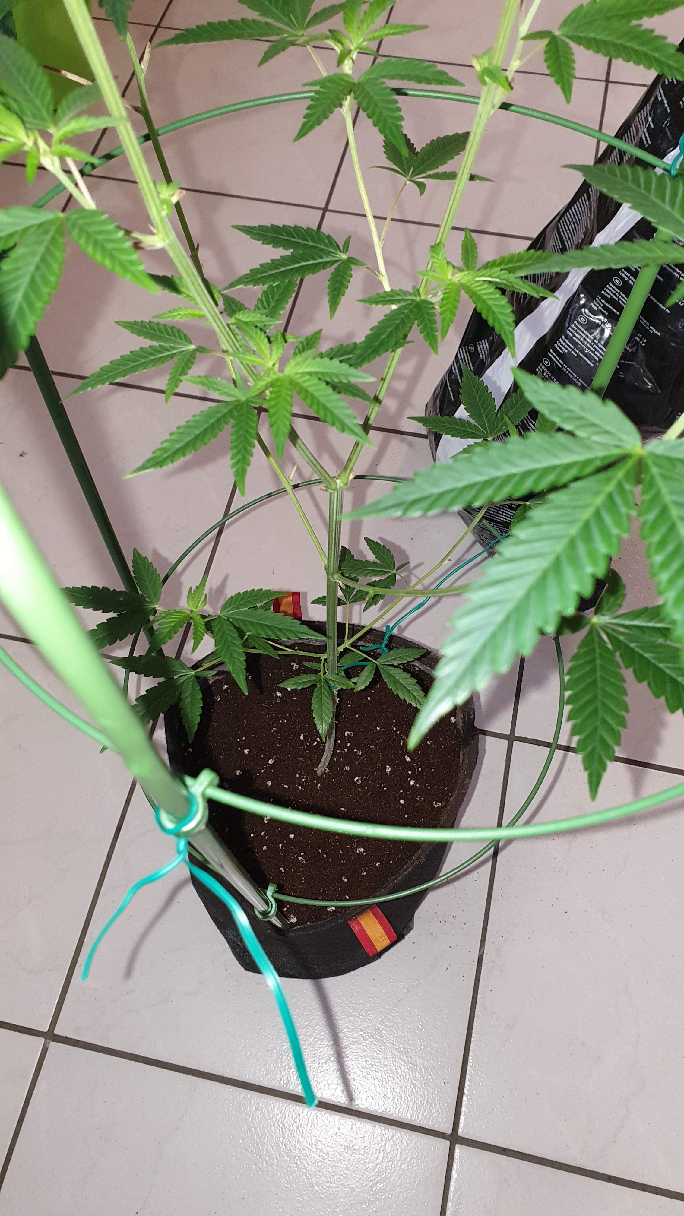 Ripper Seeds Animal Cookies x OG BadAzz 2 grow diary (journal) week11