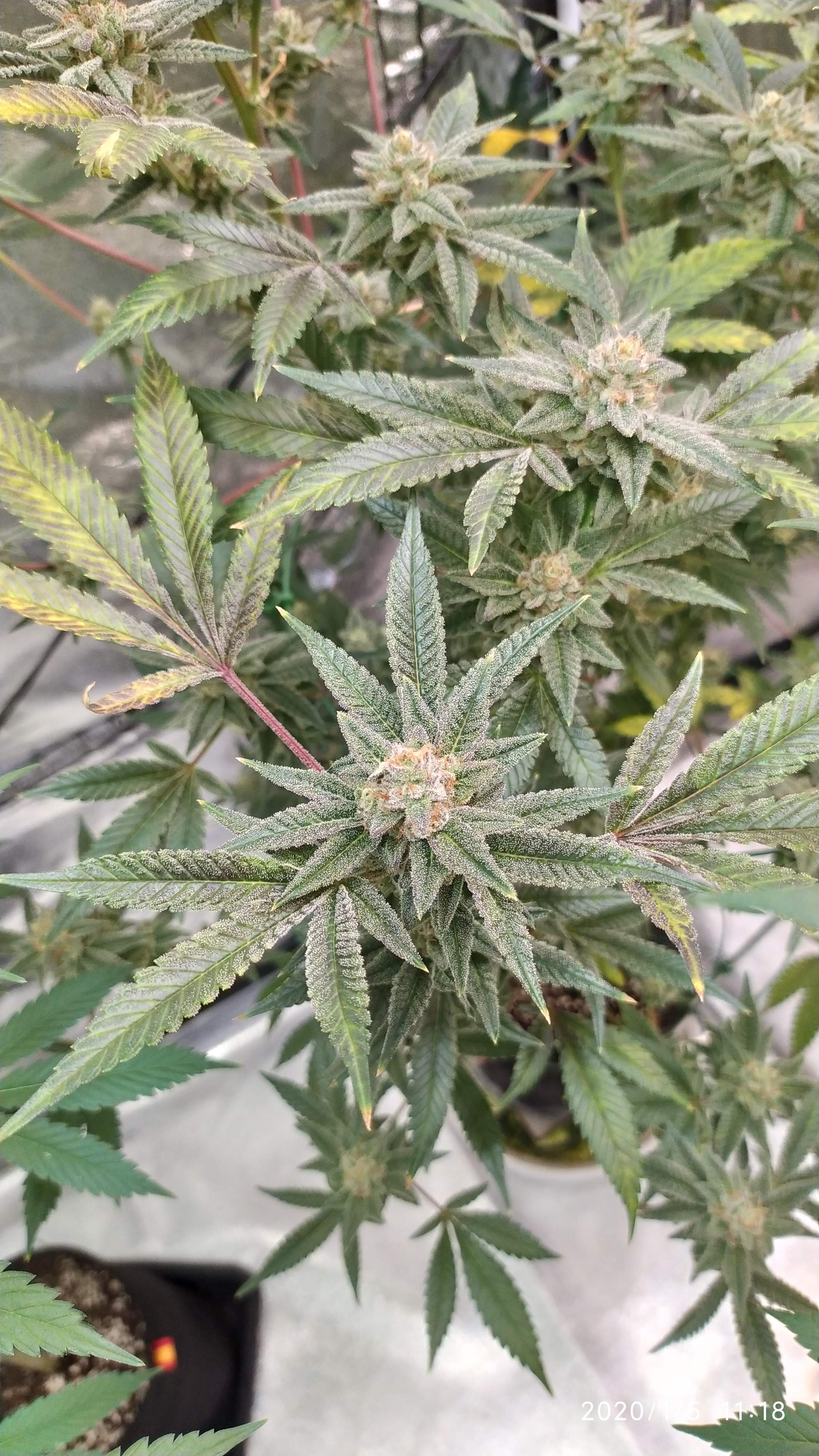 Ripper Seeds Animal Cookies x OG BadAzz 2 grow diary (journal) week20
