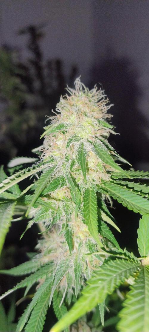 Critical BSF. Week 20