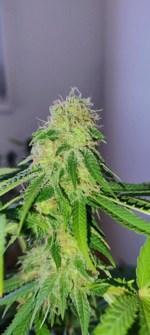 Critical BSF. Week 20