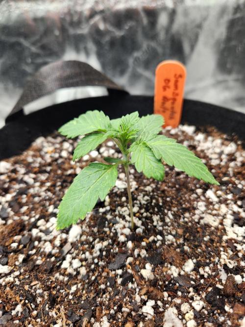 Auto seeds #1 & 2. Week 2