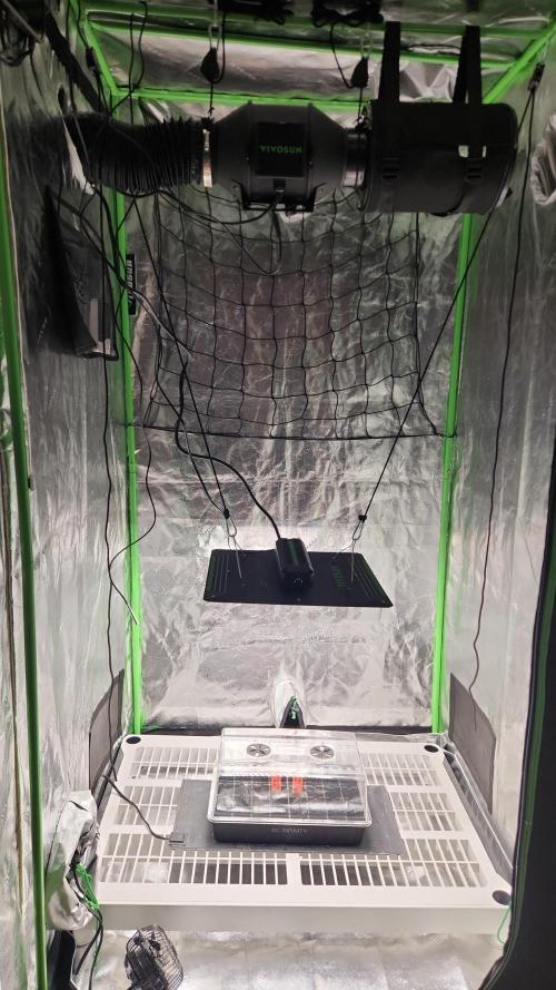 Auto seeds #1 & 2. Week 1