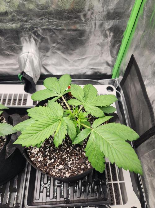 Auto seeds #1 & 2. Week 3 - Samsquanch OG