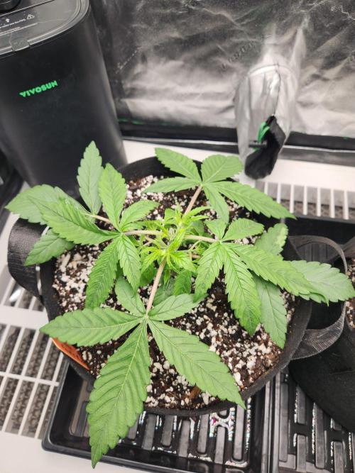 Auto seeds #1 & 2. Week 3 - Rotten Runtz