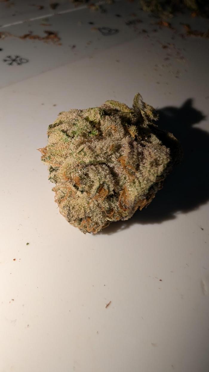 Floss Sugar & Luxar-Dos. Week 17