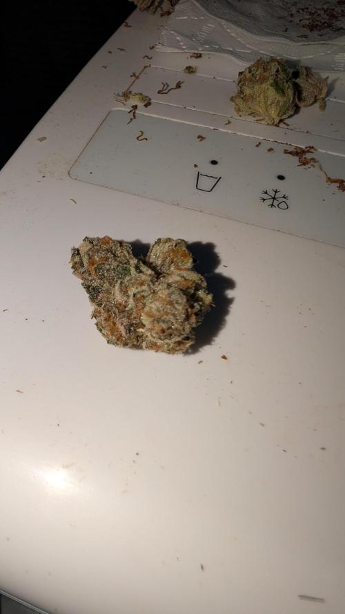 Floss Sugar & Luxar-Dos. Week 17