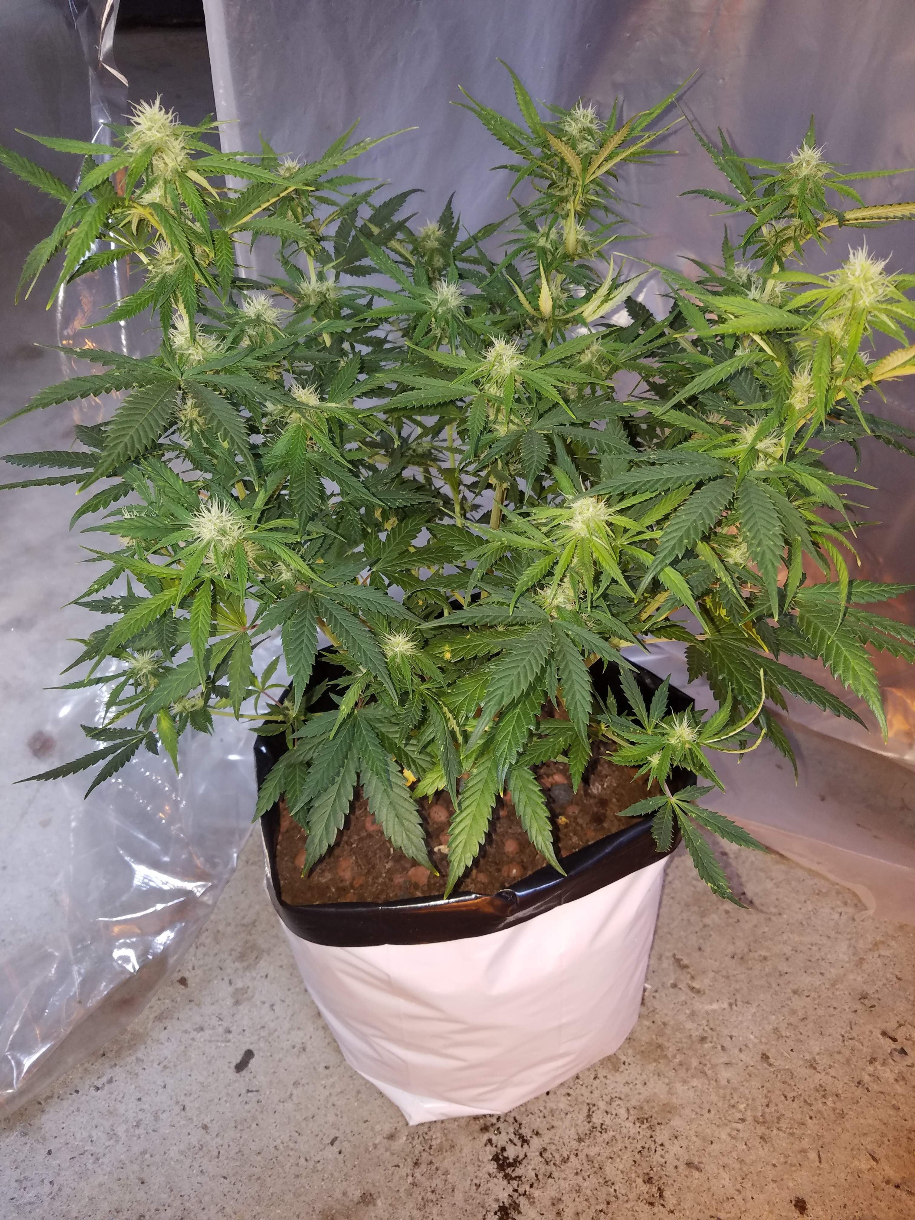 Auto Seeds Girl Scout Cookies Auto grow diary (journal) week8 by