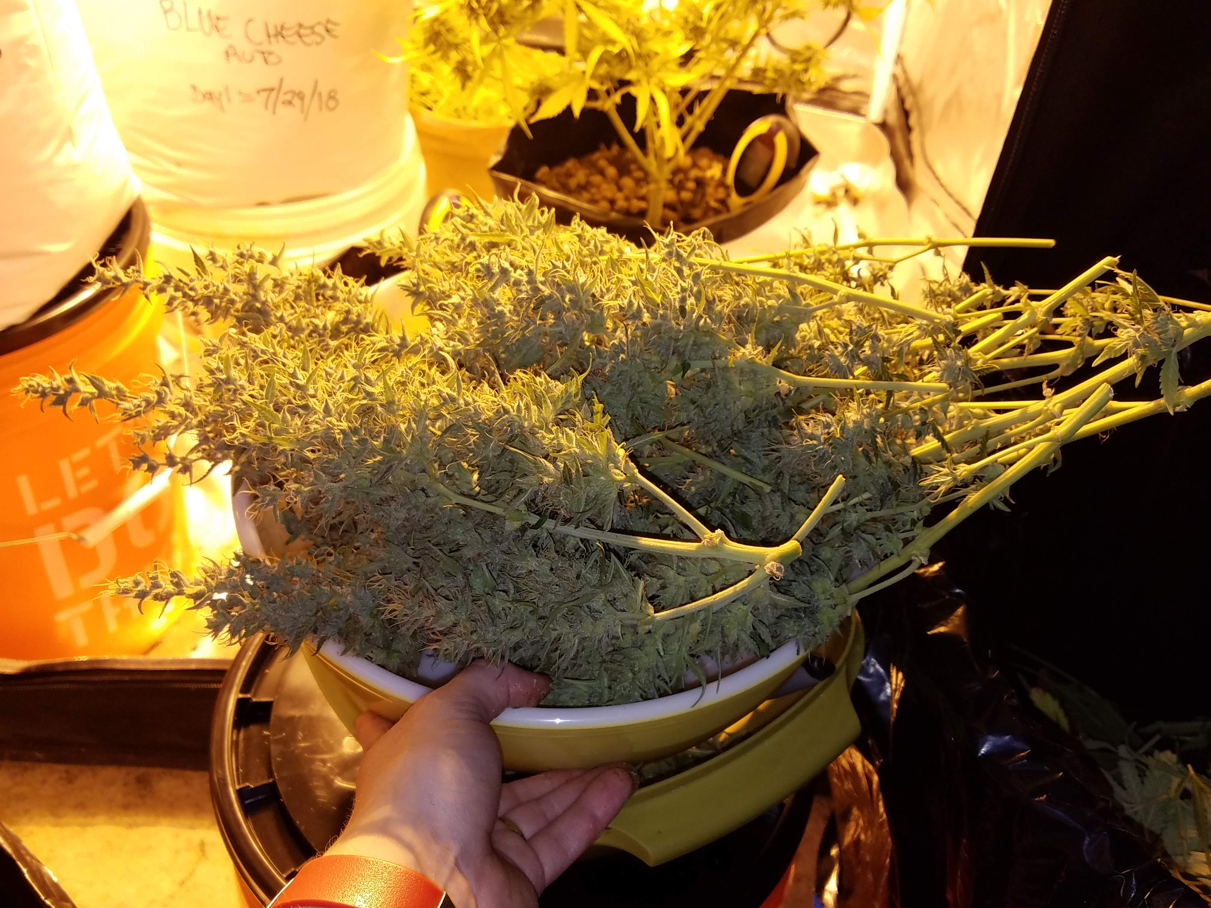 Barney's Farm Pineapple Express Auto 4 grow diary (journal) 2 harvest12