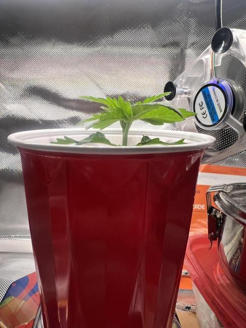 Bag Seed Cannabonsai. Week 2