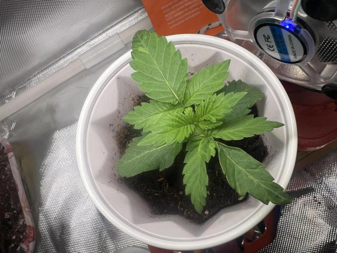 Bag Seed Cannabonsai. Week 2