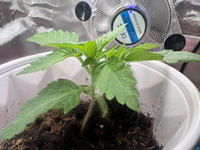 Bag Seed Cannabonsai. Week 2