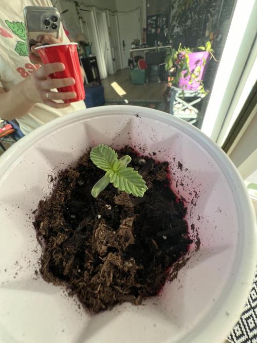 Bag Seed Cannabonsai. Week 0 - Looking rough