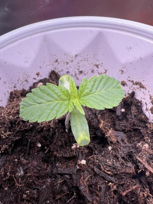 Bag Seed Cannabonsai. Week 0