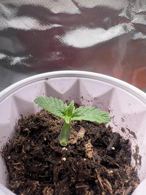 Bag Seed Cannabonsai. Week 0