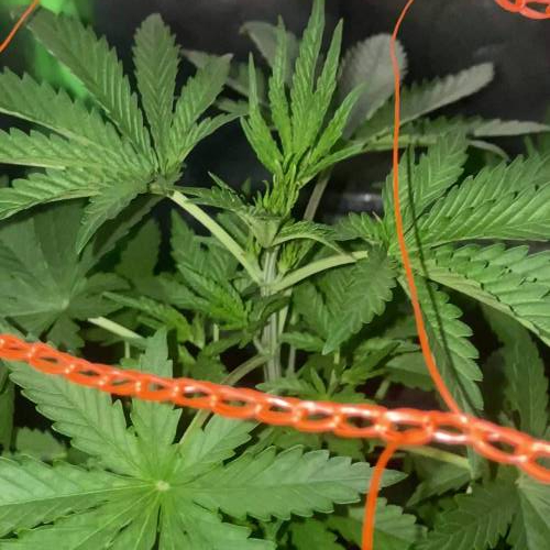 AK-47 Fem I Seeds Mafia