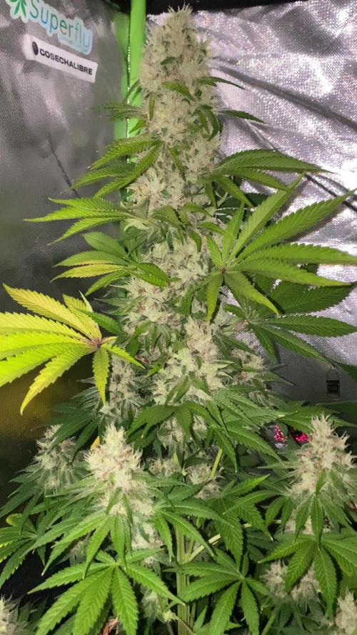 GTA FEM BSF SEEDS