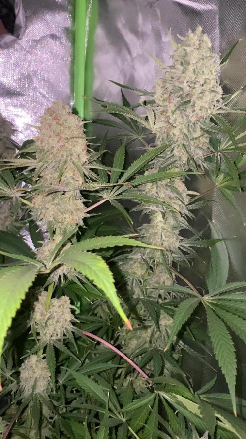 NEGRA 44 R-KIEM SEEDS