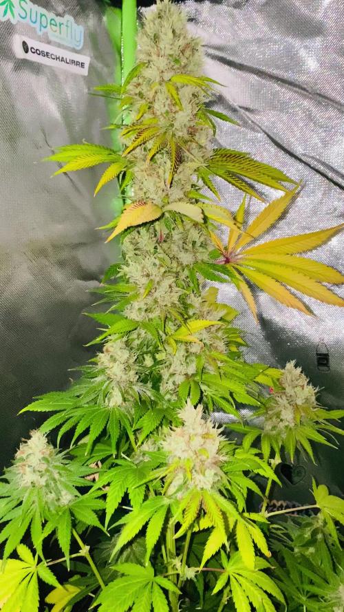 GTA FEM BSF SEEDS