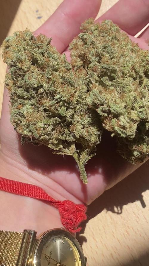 NEGRA 44 R-KIEM SEEDS