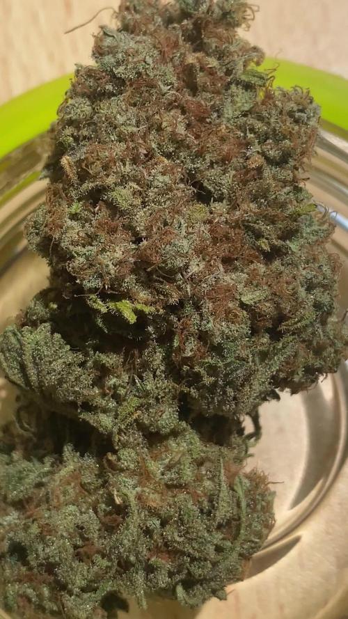 NEGRA 44 R-KIEM SEEDS