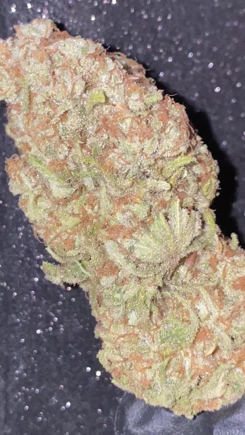 NEGRA 44 R-KIEM SEEDS