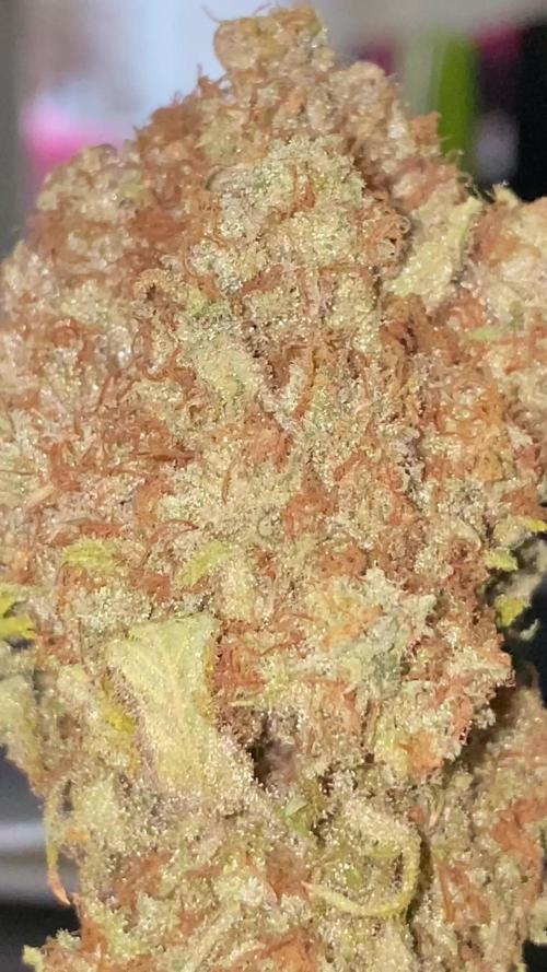 NEGRA 44 R-KIEM SEEDS