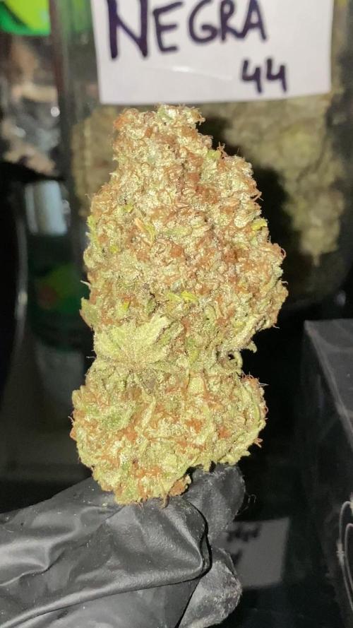 NEGRA 44 R-KIEM SEEDS