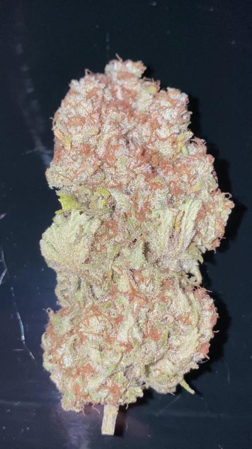 NEGRA 44 R-KIEM SEEDS