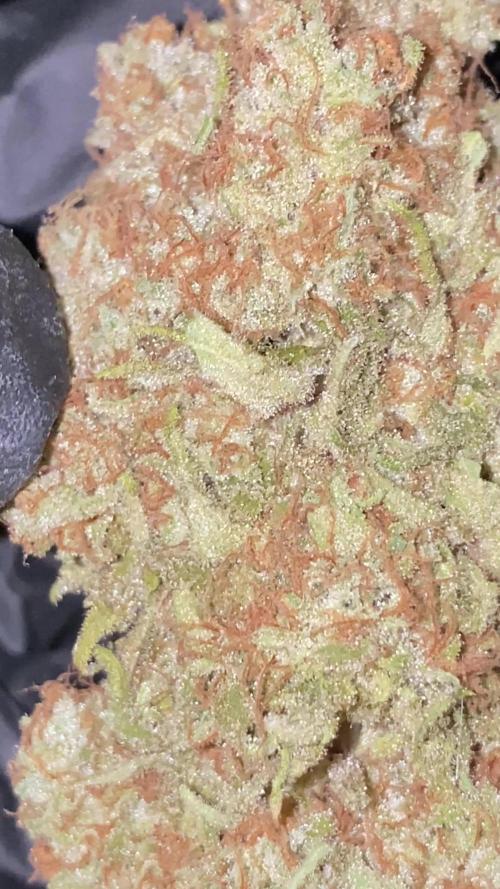 NEGRA 44 R-KIEM SEEDS