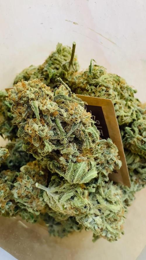 NEGRA 44 R-KIEM SEEDS