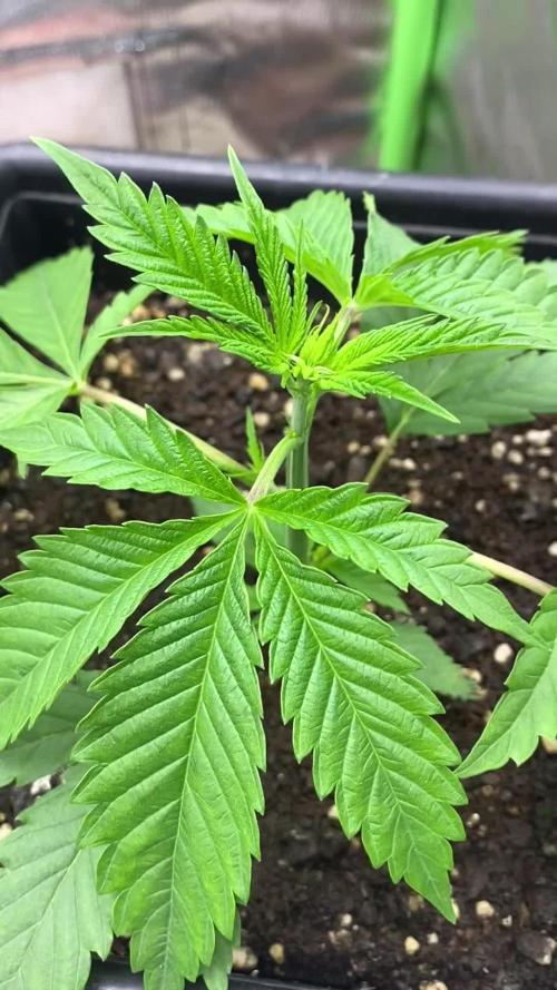 HERIJUANA•BSF SEEDS