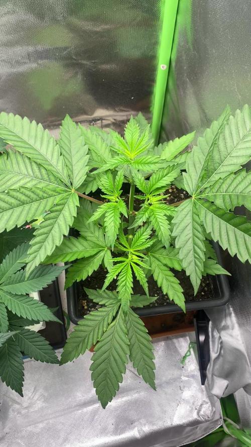 HERIJUANA•BSF SEEDS